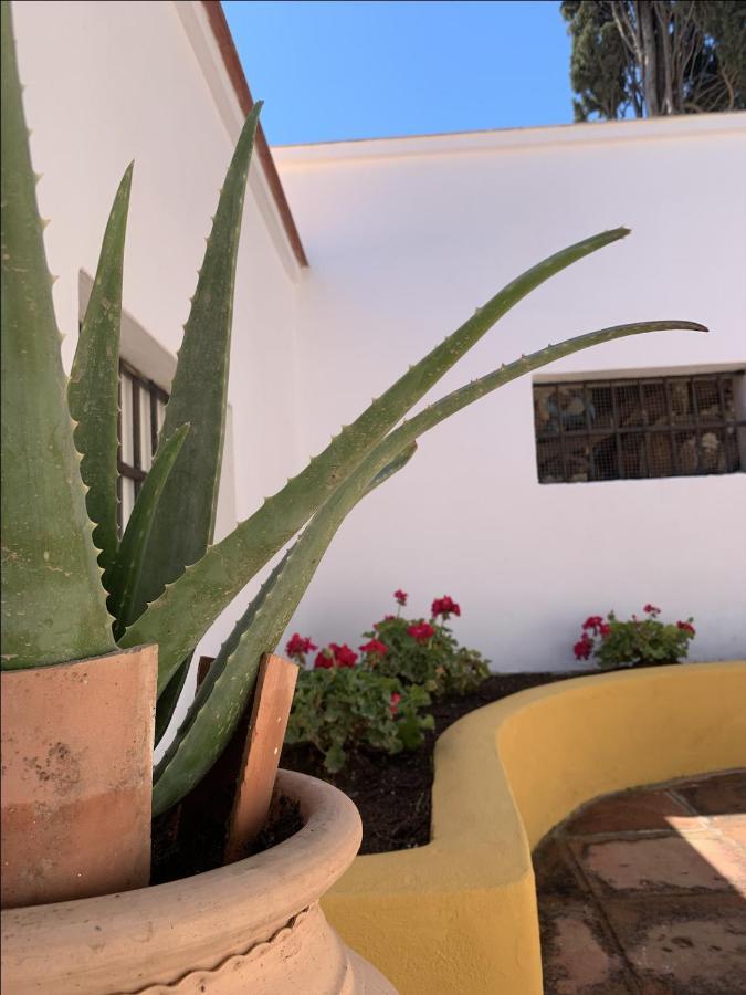 Encantador Apartamento-Centrico-Con Amplio Jardin 托雷莫利诺斯 外观 照片